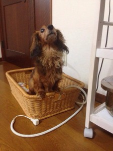 昭和の犬が食べていたものって 愛犬と飼い主さんのぬくもりマッサージ Sasuru