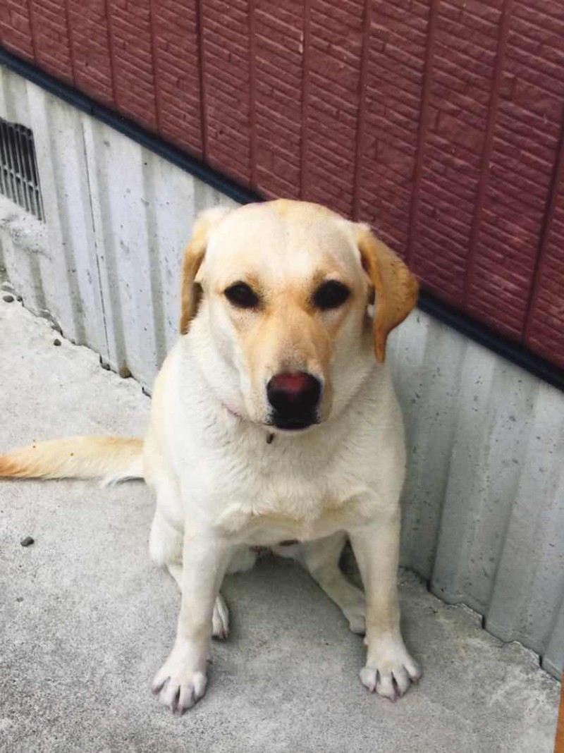 最期の時 天を仰ぐ前にしたことは 愛犬と飼い主さんのぬくもりマッサージ Sasuru