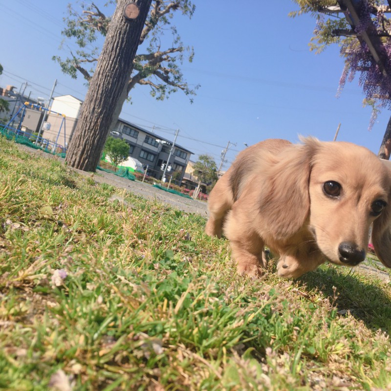 パピー犬はいっぱい転ぶからね 愛犬と飼い主さんのぬくもりマッサージ Sasuru